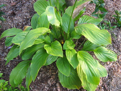 Hosta ‘Honeybells’.jpg