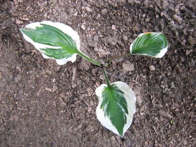 Hosta fortunei ‘Patriot’.jpg