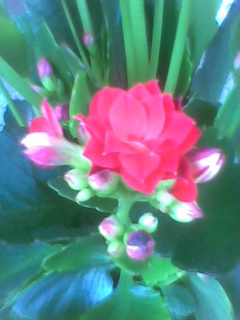 Kalanchoe blossfeldiana kwiatuszek ;).jpg