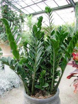 zamioculcas.jpg