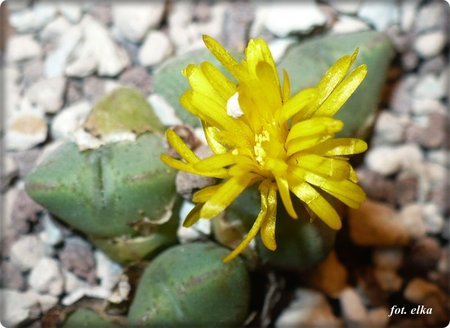 Conophytum bilobum.JPG