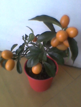 Nagami Kumquat.jpg