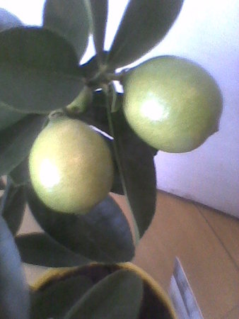 Limonella owoce.jpg