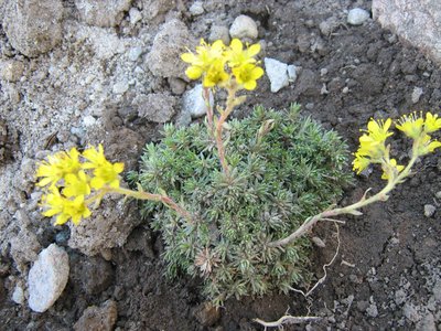 Saxifraga x eudoxiana Haagii.JPG