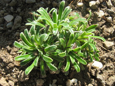 Saxifraga cartillaginea.JPG