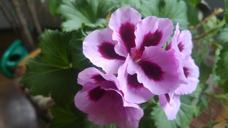 angielska pelargonia.jpg