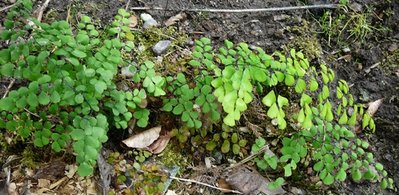 adiantum venustum.JPG