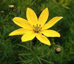 Coreopsis verticillata.jpg