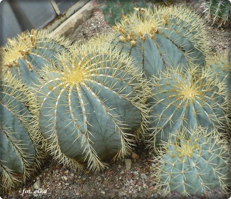 Ferocactus glaucescens.JPG