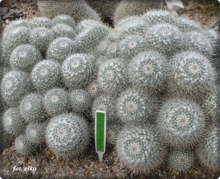 Mammillaria geminispina.JPG