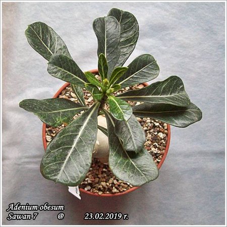 Adenium obesum Sawan 7 23.02.2019 004.jpg