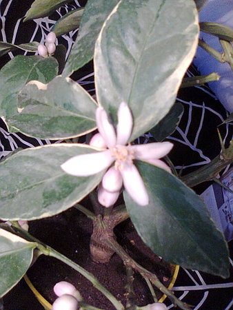 Citrus  Limon Foliis Variegatis - Cytryna arbuzowata kwitnie i pachnie.jpg