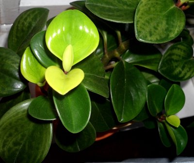 peperomia.JPG