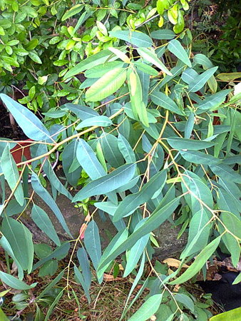 Eukaliptus.jpg