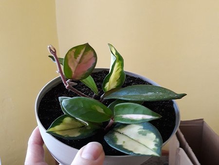 Hoya carnosa 'Tricolor'.jpg