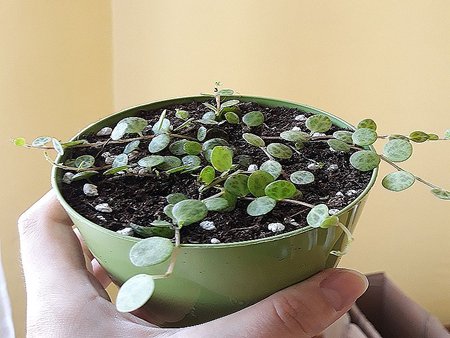 Peperomia prostrata.jpg