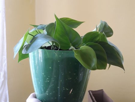 Philodendron scandens Filodendron pnący.jpg
