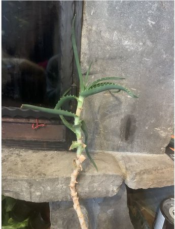 kaktus.JPG