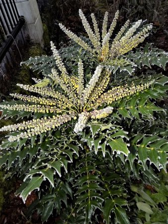 Mahonia.JPG