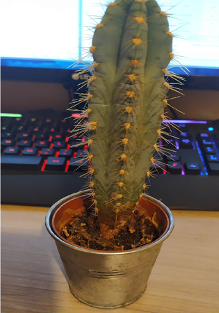 kaktus 1.png