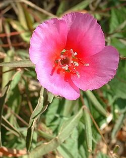 Clarkia amoena.jpg