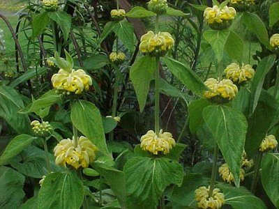 Jerusalem sage.jpg