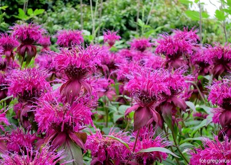 Monarda 'On Parade'.JPG