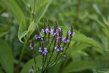 Verbena hastata.JPG