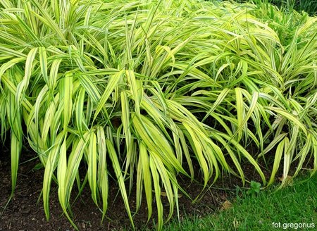 Hakonechloa-smukła-‘Aureola’.jpg