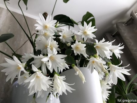 Easter cactus  (5).jpg