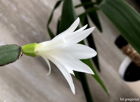 Easter cactus  (4).jpg