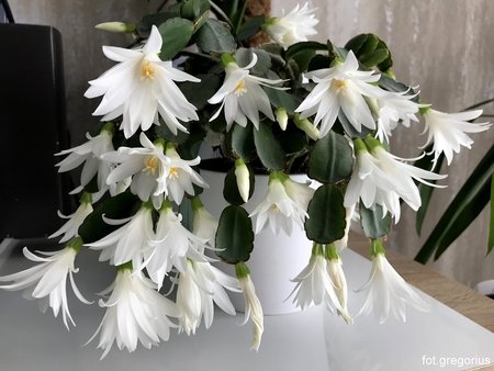 Easter cactus  (3).jpg