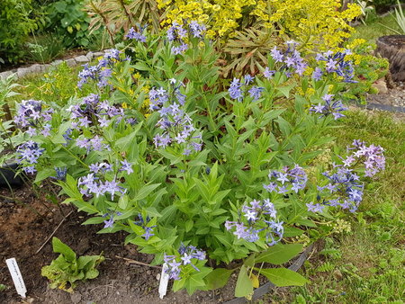 Amsonia wschodnia_Easy-Resize.com.jpg