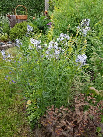 Amsonia nadreńska_Easy-Resize.com.jpg