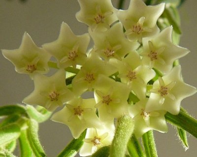 hoya linearis .jpg