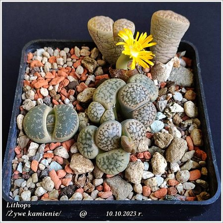 Lithops_20231010_160041.jpg