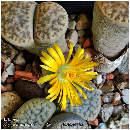 Lithops_20231010_155959.jpg