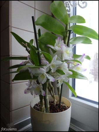 Dendrobium nobile.jpg