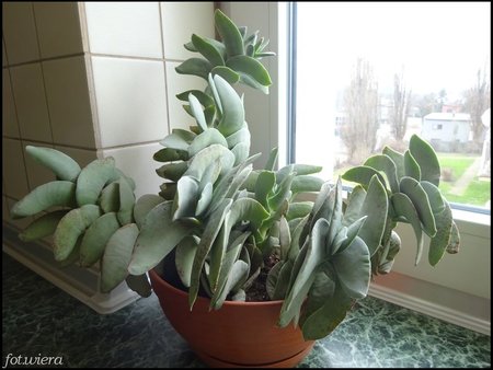 Crassula falcata.jpg