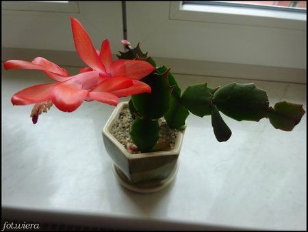 Schlumbergera.jpg