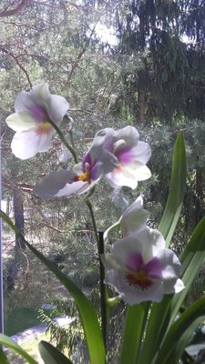 miltonia.jpg