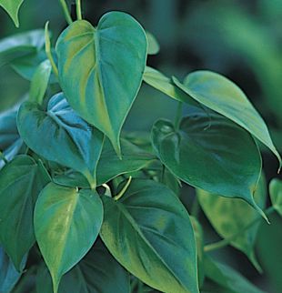 5169-philodendron-scandens-filodendron.jpg