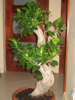 Bonsai cały.jpg