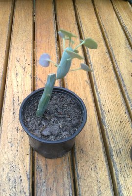 Senecio articulatus.jpg