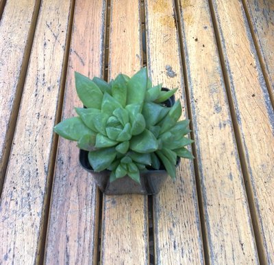 Haworthia.jpg