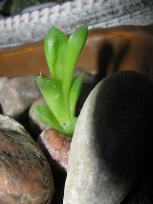 Haworthia_01_07.jpg