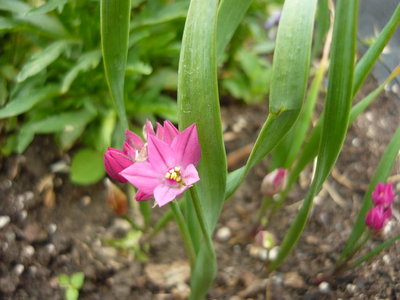 allium-oreophilum-czosnek-kazachstanski_12681306692527.jpg