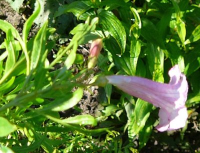 Incarvillea O 2013.jpg