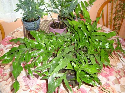 kangaroo fern.jpg