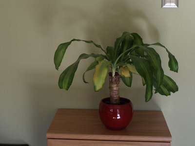 Dracena_1.jpg